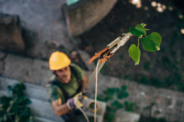 Best Tree Cutting Near Me  in Pleasant View, UT